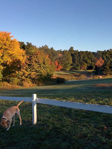 Flerra Meadows