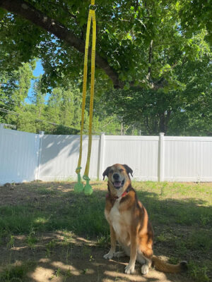 Wagsborough Playdates LLC