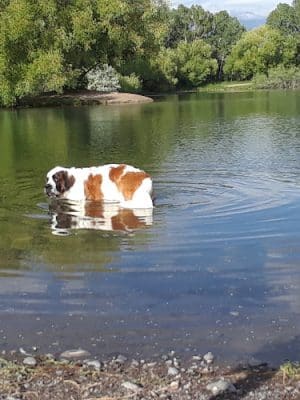 Canine Beach at Bozeman Pond