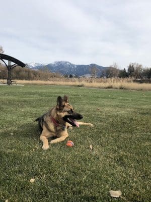 Lewis and Bark Dog Park