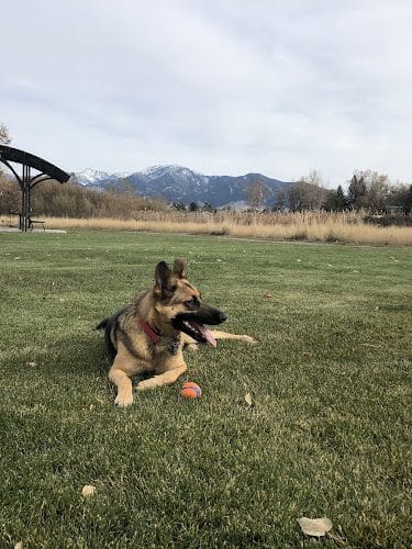 Lewis and Bark Dog Park