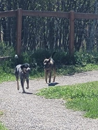 Story Mill Dog Park
