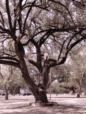 Brady Creek Park