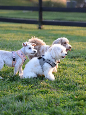 Creighton West Park Dog Park - Brambleton HOA
