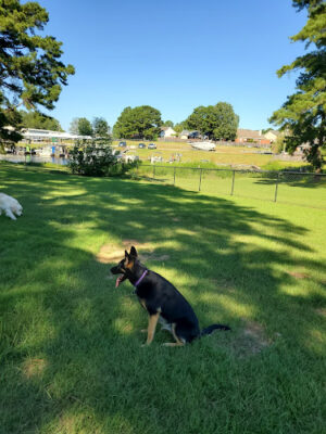 Dog Park at Lakeshore Park