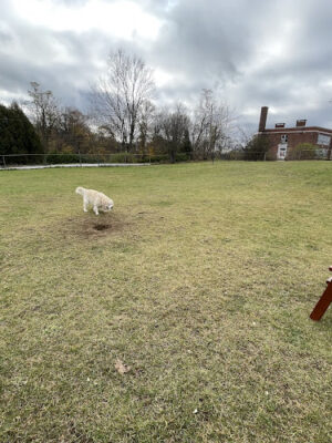 Brandon Dog Park