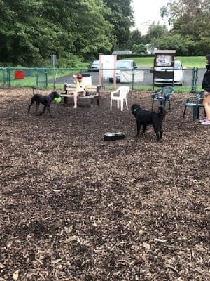 Short Beach Dog Park