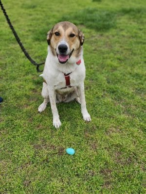 Elmo & Rosalea Marrs Memorial Dog Park - Branson, MO