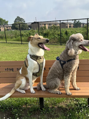 Skye's Dream Dog Park