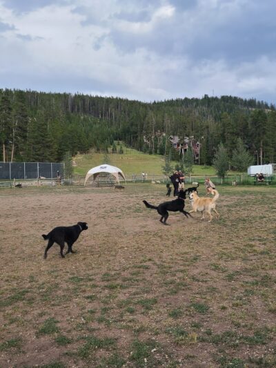 Carter Dog Park - Breckenridge, CO