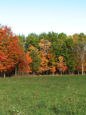 Breedsville Park