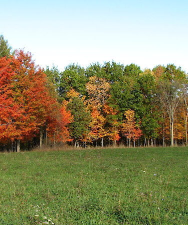 Breedsville Park
