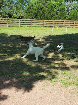 Miss Peggy's Bark Park (formerly Barkwood Dog Park)