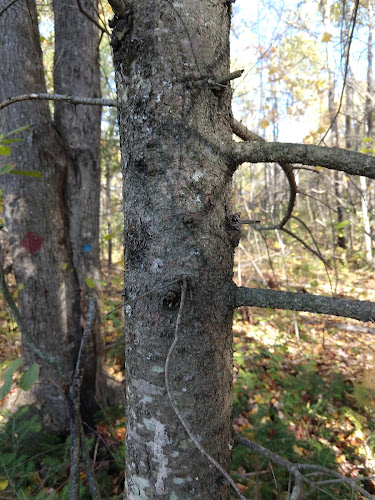 Sherwood Forest Park - Brewer, ME
