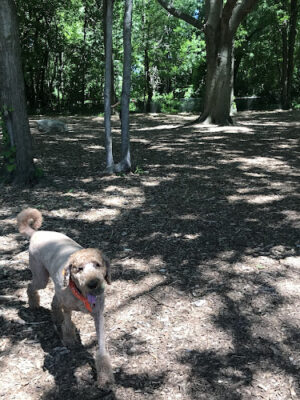 North End Dog Park