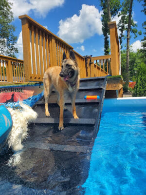 Sunshine Dog Park