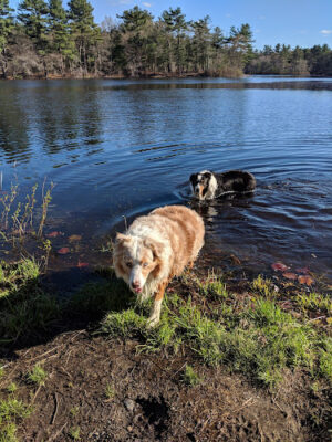 Carver's Pond
