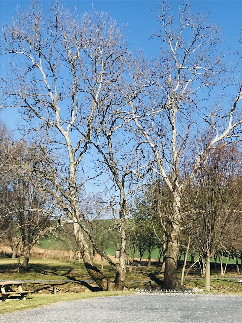 bridgewater-virginia-cook-s-creek-arboretum-7