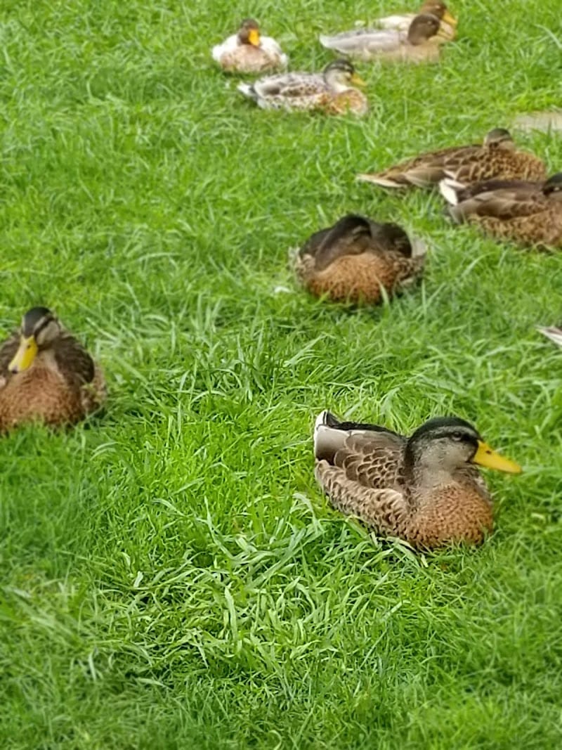bridgewater-virginia-edgebrier-park-10