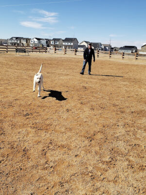 Crossing Bark Dog Park