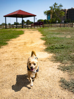 Happy Tails Dog Park