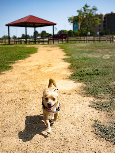 Happy Tails Dog Park