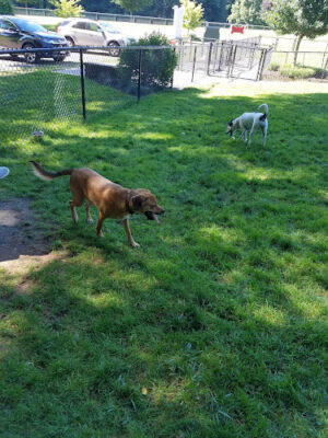 East Windsor Dog Park