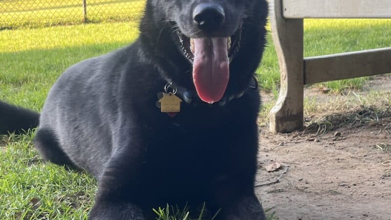 East Windsor Dog Park - Broad Brook, CT