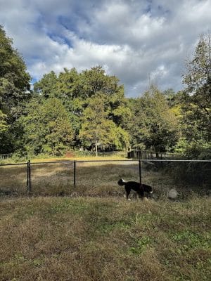 Canine Court