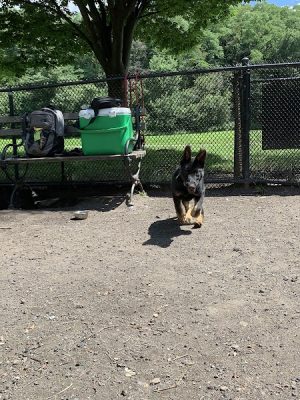 Canine Court