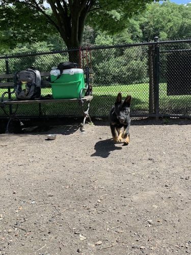 Canine Court