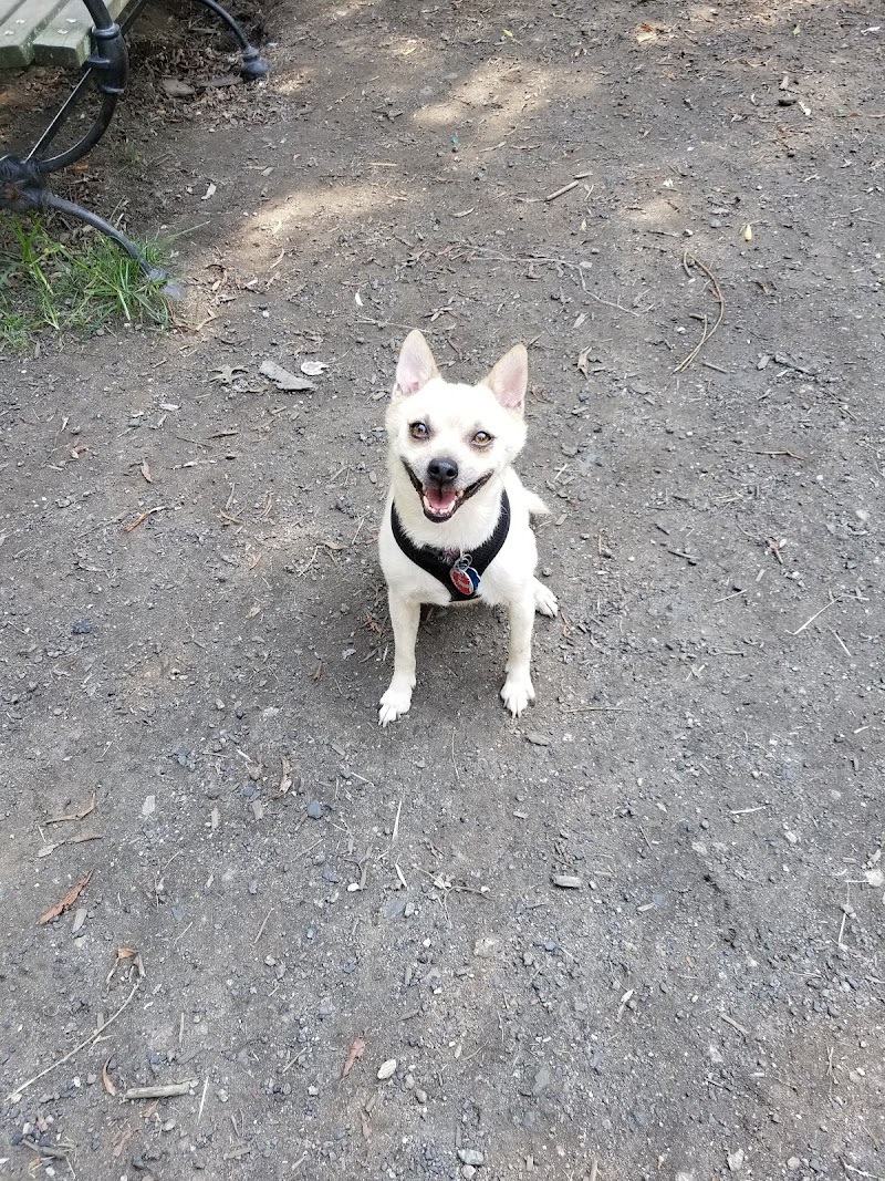 Canine Court - Bronx, NY