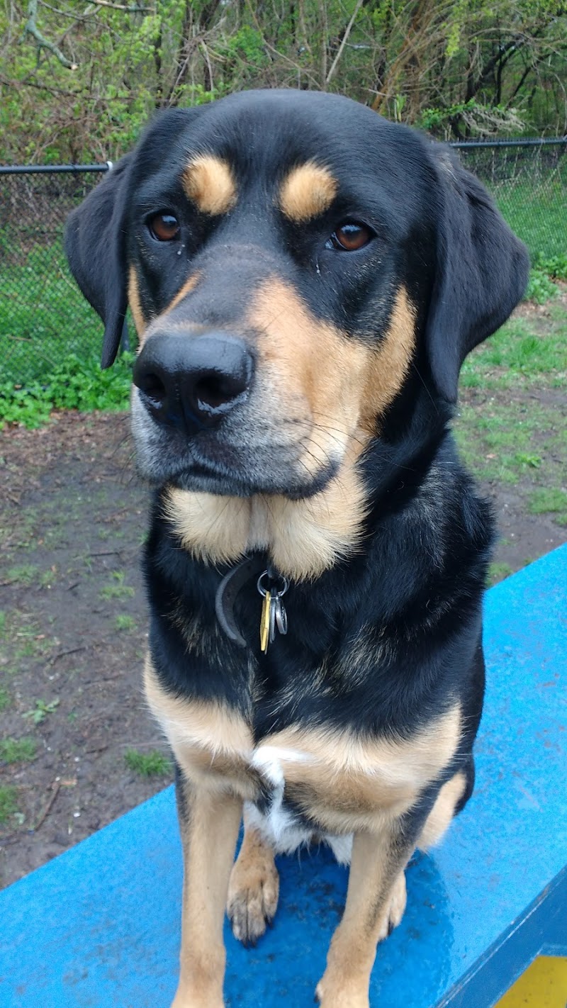 Canine Court - Bronx, NY