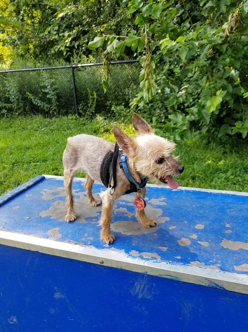 Canine Court - Bronx, NY