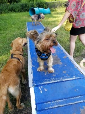 Canine Court