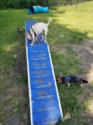 Canine Court