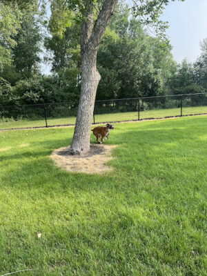 Brookings Dog Park