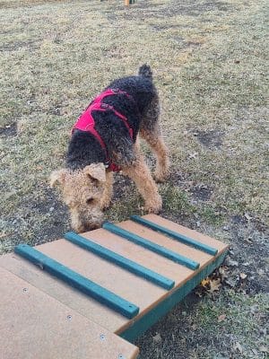 Brooklawn Dog Park