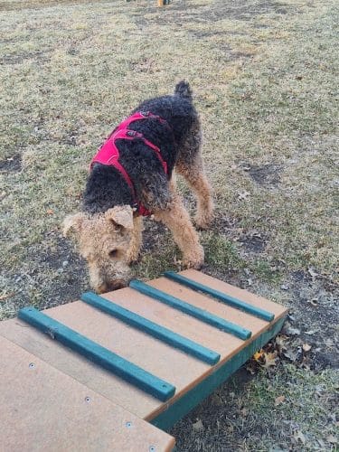 Brooklawn Dog Park