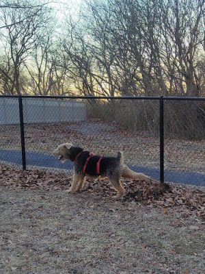 Brooklawn Dog Park