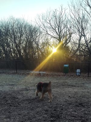 Brooklawn Dog Park