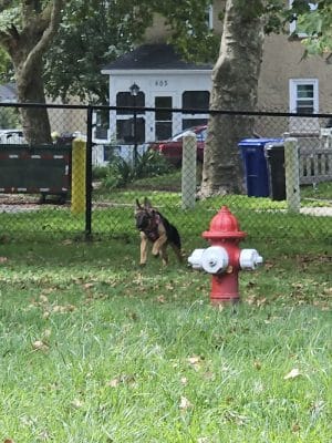 Brooklawn Dog Park