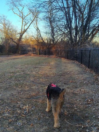 Brooklawn Dog Park
