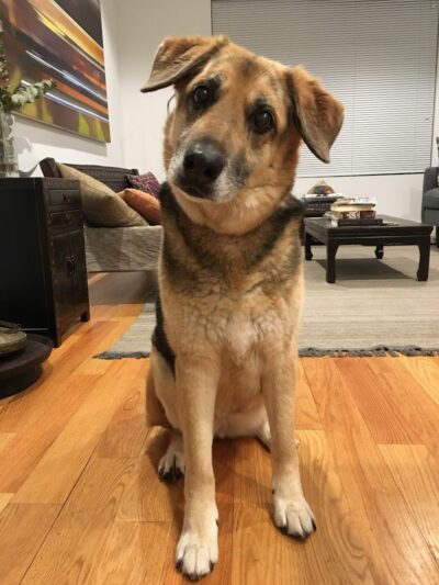 Brooklyn Bark - Brooklyn,