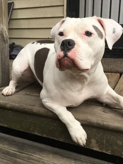 Brooklyn Bark - Brooklyn,