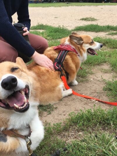 Brooklyn Bark - Brooklyn,