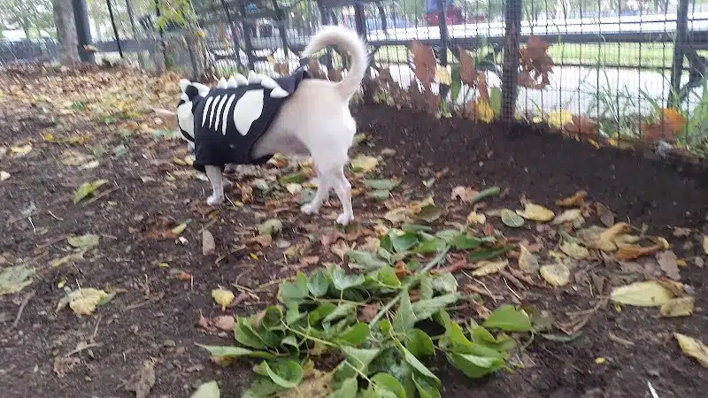 Cooper Park Dog Run - Brooklyn,