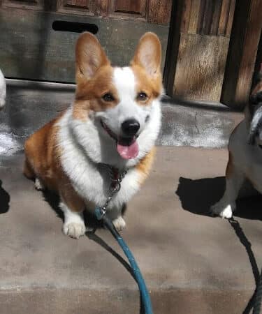 Brooklyn Bark - Brooklyn,