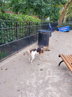 Cooper Park Dog Run
