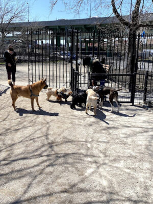 DiMattina Dog Run